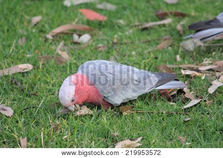 Australian native birds on the green grass