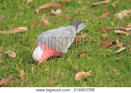 Australian native birds on the green grass