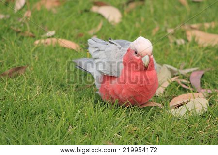 Australian native birds on the green grass