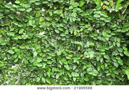 Creeper überdachten Mauer