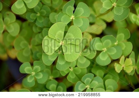 fresh green marsilea crenata plant in nature garden