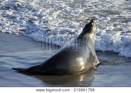 Elephant seal on Pacific coast in California.