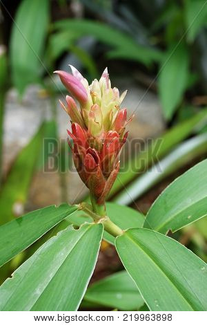 red costus speciousus flower in nature garden