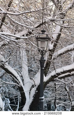 Winter season in Florence. Old lamp with snowy trees at the Piazzale Michelangelo. Italy