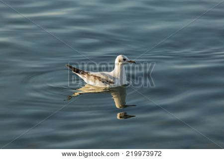 a single Forster's tern swims on the calm waters of Lake Iznik, Iznik, Turkey