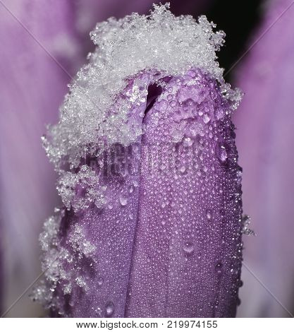 Frozen violet crocus covered with tiny, sparkly water drops.