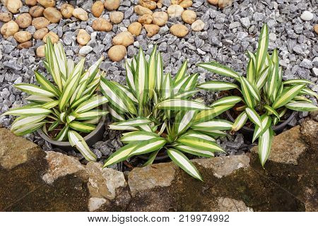 chlorophytum comosum or spider plant in the garden