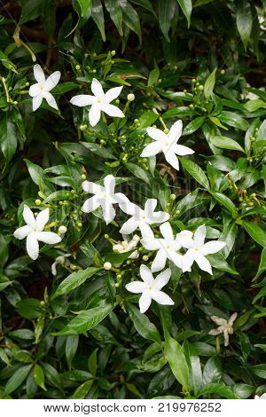 white Gardenia jasminoides flower in nature garden