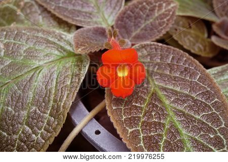 close up red Episcia flower in nature garden