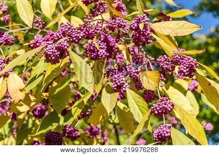 Beautyberry bush with ripe fruits in autumn