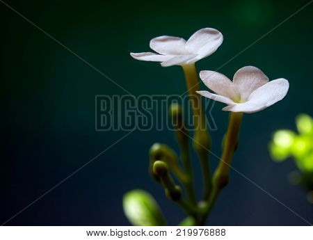 White Flowers, Small And Fragile, Gerdenia Crape Jasmine