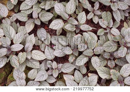 fresh hemigraphis alternata plant in nature garden