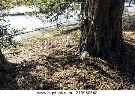 Wild eastern gray squirrel in winter - Pump Room / Jephson Gardens, Royal Leamington Spa, Warwickshire, United Kingdom