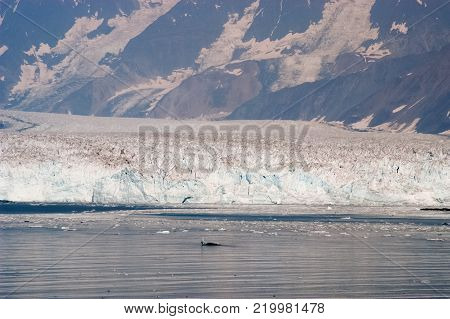 Hubbard Glacier - Alaska