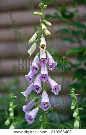 Blooming flowers of the medicinal plant digitalis. Vertical frame with a long decorative flower digitalis