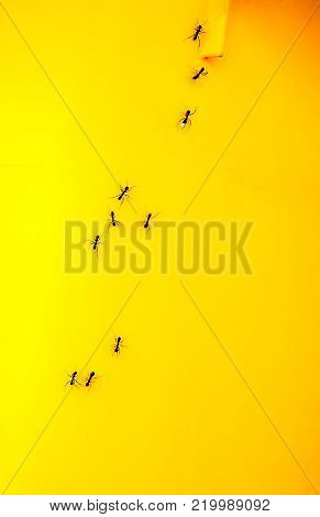 Some Ants on a yellow garbage bin