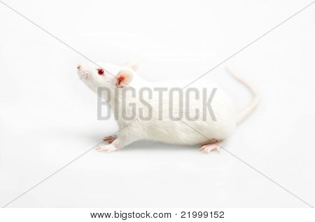 Valkoinen Rat