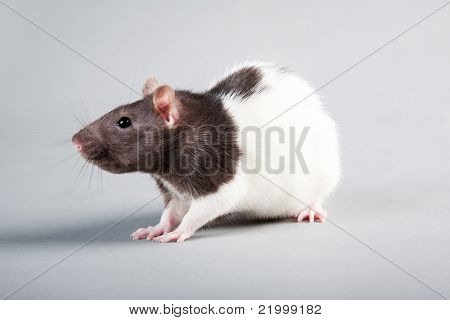 Rato de laboratório