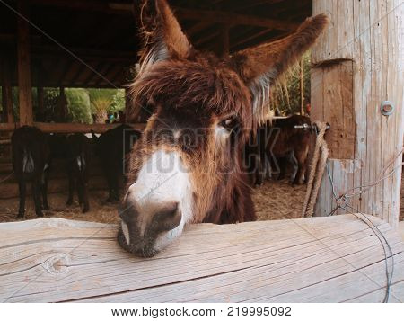 a nice donkey with a deep look. truly an intelligent animal