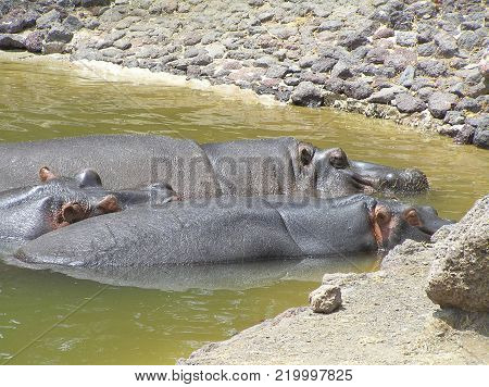 group of hippos resting in the sun