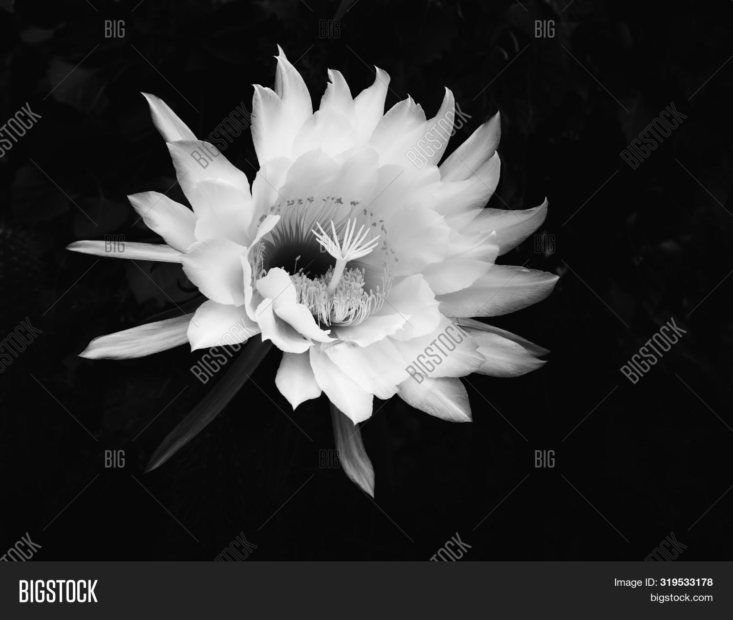 Amazing Flower Night Image & Photo (Free Trial) Bigstock