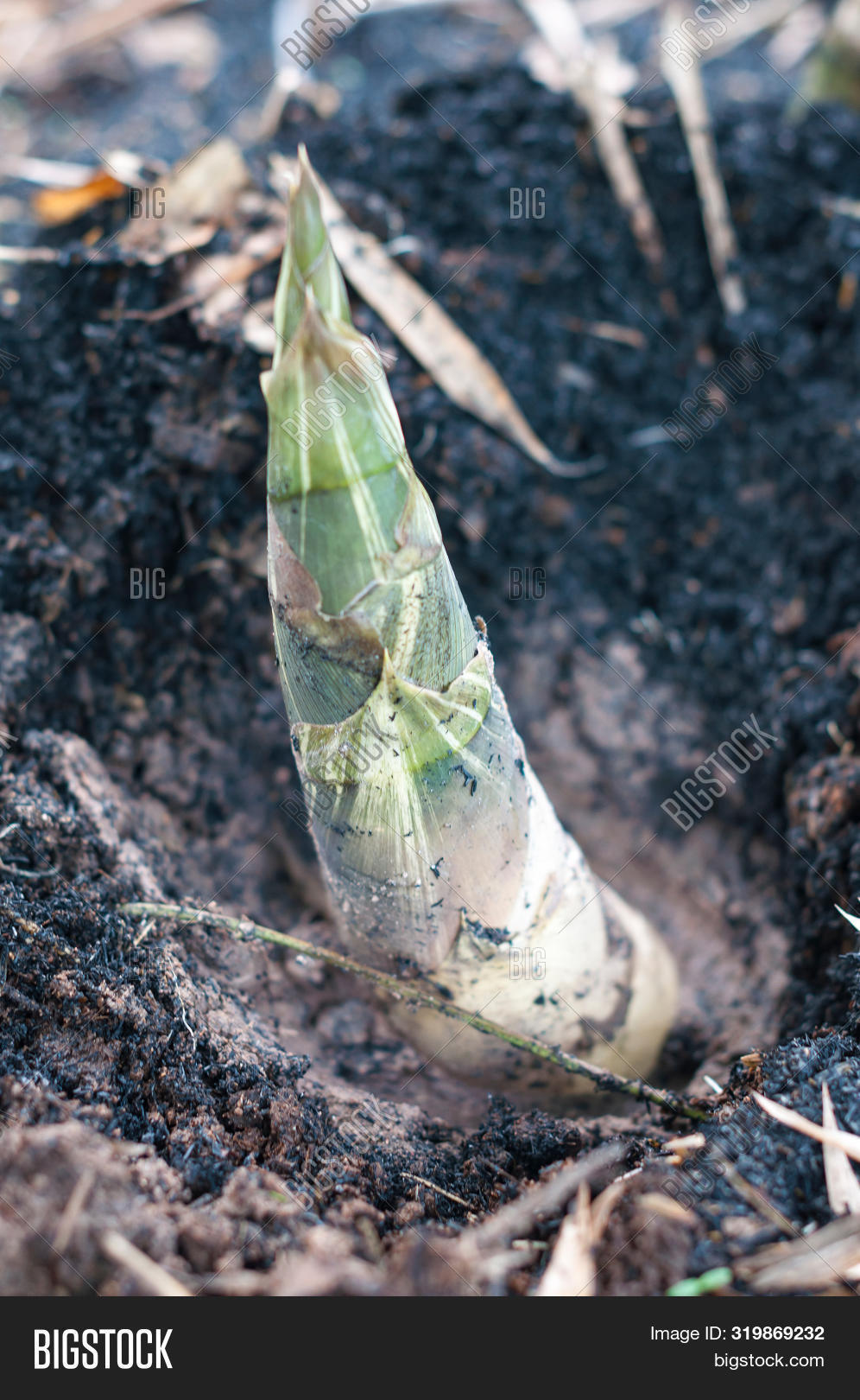 Fresh Bamboo Shoots Image & Photo (Free Trial) Bigstock