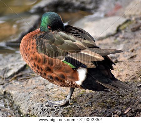 Chestnut Teal (duck) Standing On One Leg Hiding Its Beak Behind Its Wing