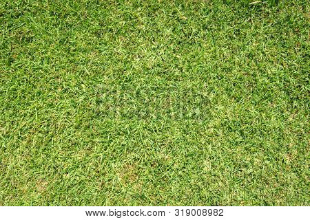 Grass Background. St. Augustine Grass