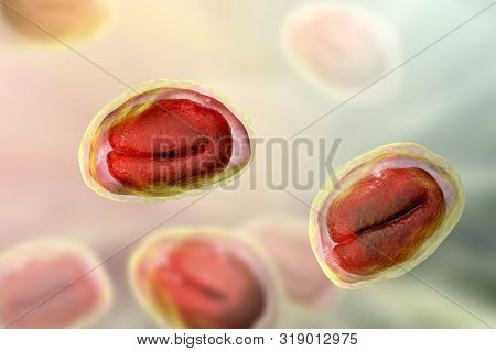 Eggs Of Helminths Enterobius Vermicularis Containing Worm Larva. Threadworm Which Cause Enterobiasis