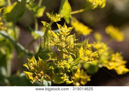 Flower Of A Narrow-leaved Thorough-wax, Bupleurum Rotundifolium.