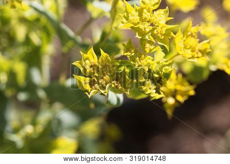 Flower Of A Narrow-leaved Thorough-wax, Bupleurum Rotundifolium.