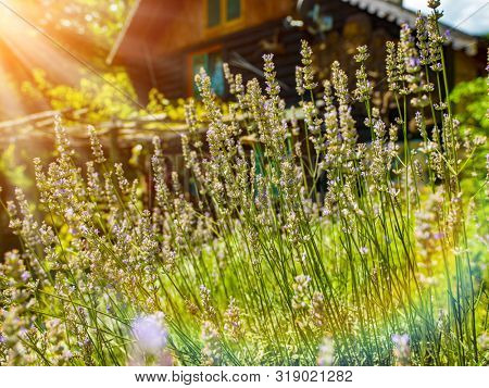 luxury family wooden  cotage house in forest with garden and colorful herbs