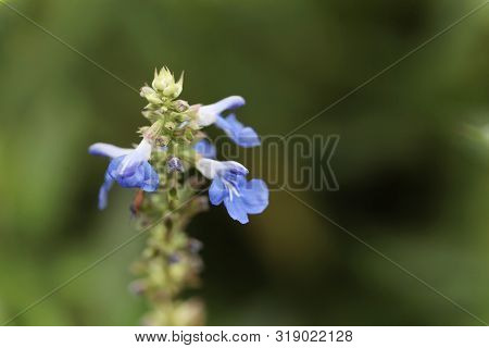 Flower Of A Bog Sage, Salvia Uliginosa