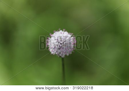 Flower Of The Scabious Plant Succisa Inflexa