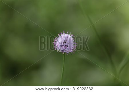 Flower Of The Scabious Plant Succisa Inflexa