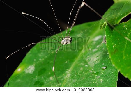 The spider is on the leaves in the natural forest.