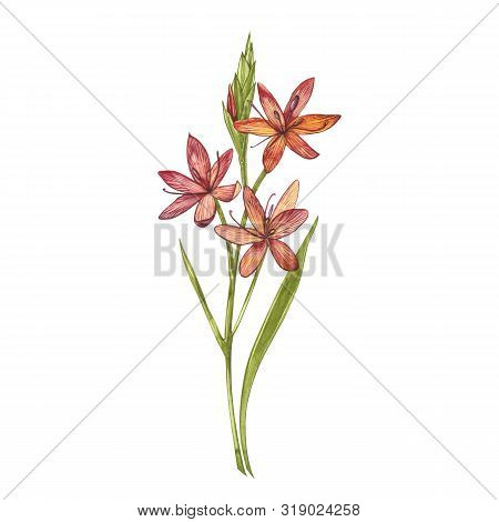 Kafir Lilies Flowers. Collection Of Hand Drawn Flowers And Plants. Botany. Set. Vintage Flowers. Wat