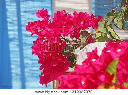 Close Up Of Blooming Bougainvillea Flower At Koufonisia Islands Cyclades Greece - Turquoise Door Bac