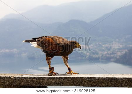 Eagle Falconry Walks On A Stone Fence Against The Backdrop Of Beautiful Defocused Lake Como And Alps
