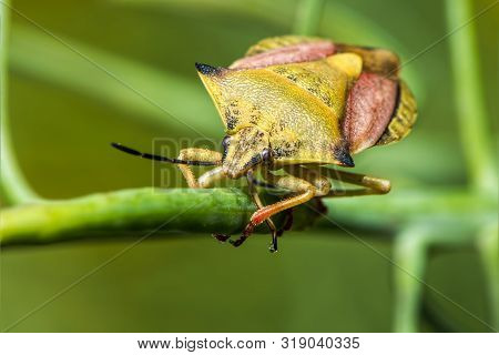 Shield Bug - Carpocoris Fuscispinus - Close Up - Macro Photography