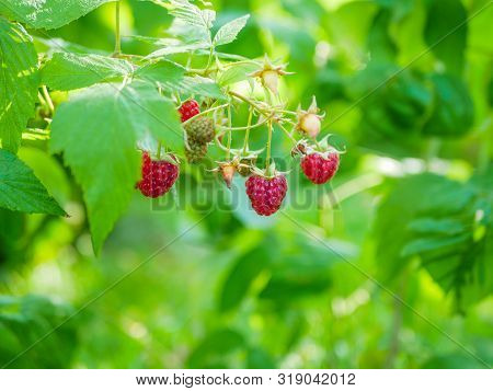 Summer Raspberries On The Bush. In The Garden On The Branches Of The Raspberry Bush Is Maturing A La