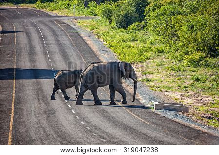 Botswana's Growing Elephant Population Creates Conflict with Humans, residents in the villages agree to lift the ban