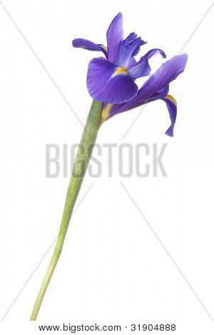 Blå iris eller blueflag blomst isoleret på hvid baggrund