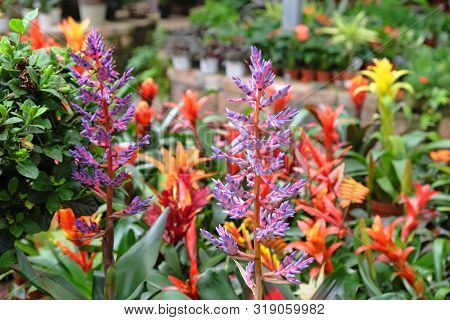 Beautiful Flowering Tropical Exotic Bromeliaceae In A Greenhouse