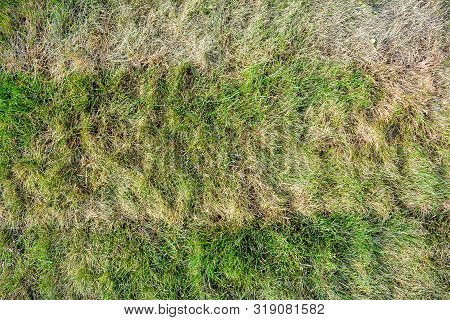 Lawn Briquettes With Dying Grass. Texture Of Dying Lawn With Healthy Green Grass And Dead Dry Grass