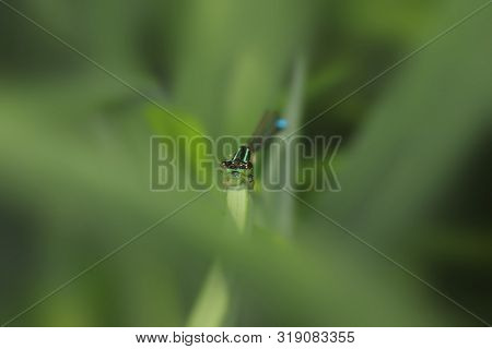 Close up shot of dragonfly on the leaf