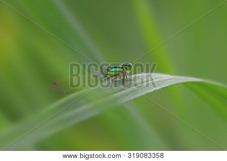 Close up shot of dragonfly on the leaf