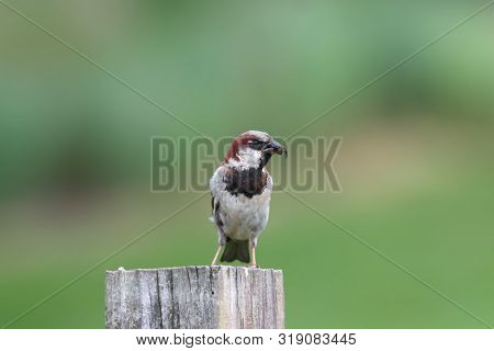 Small house sparrow on a wooden post