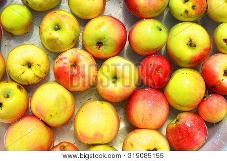 Ukrainian Bright And Colorful, Fresh Apples Plucked From A Tree And Lying With Water For Washing. Br