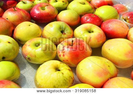 Ukrainian Bright And Colorful, Fresh Apples Plucked From A Tree And Lying With Water For Washing. Br
